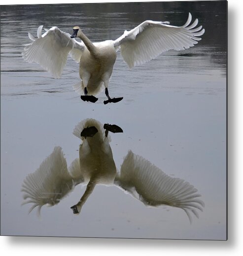 Swans Metal Print featuring the photograph Trumpeter swan #20 by Brian Stevens
