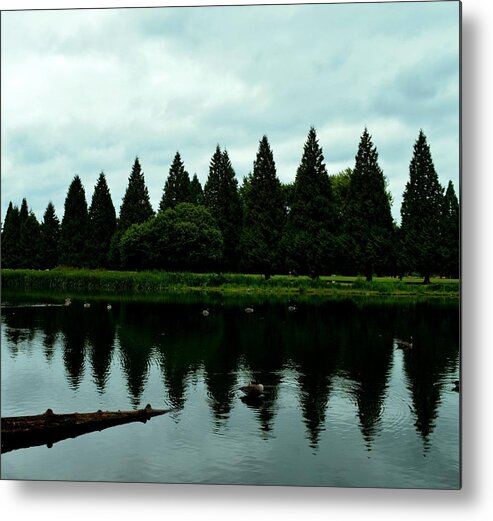 Reflection Metal Print featuring the photograph A Gaggle of Pines by Laureen Murtha Menzl