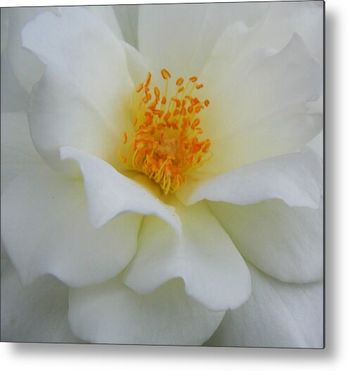White Rose Metal Print featuring the photograph Angelic Rose 1 by Sheri McLeroy