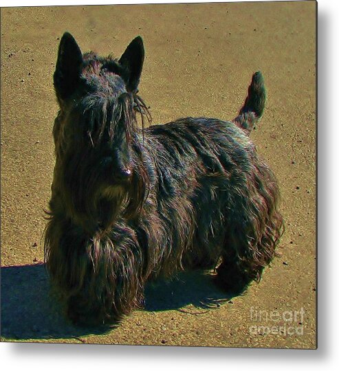 Scottish Terrier Metal Print featuring the photograph Angus by Michele Penner
