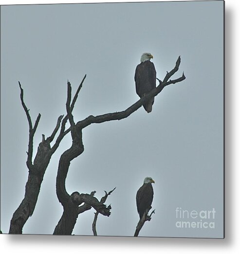 Bald Eagles Metal Print featuring the photograph Bald Eagles by Tracy Rice Frame Of Mind