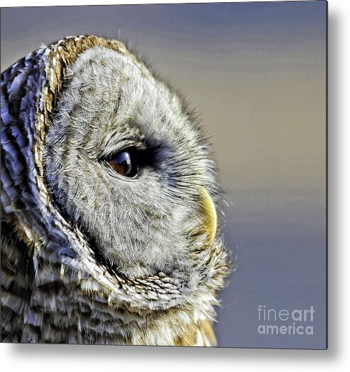 Barred Owl Metal Print featuring the photograph Barred None by Jan Killian