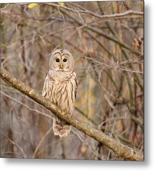 Barred Owl Metal Print featuring the photograph Barred Owl by Judy Genovese