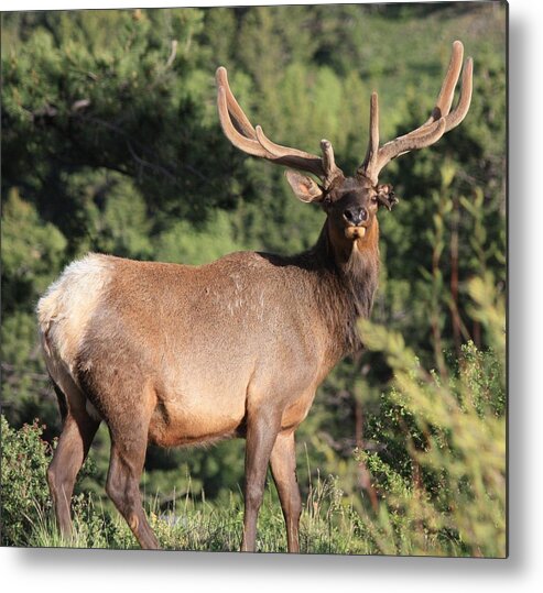 Elk Metal Print featuring the photograph Battle Scars by Shane Bechler