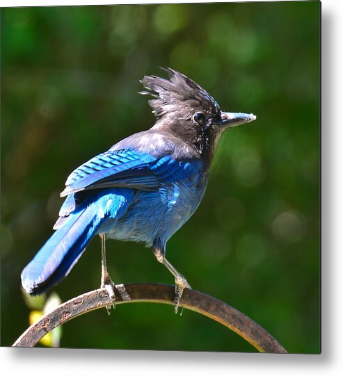 Bird Metal Print featuring the photograph Blue Rascal by Ronda Broatch