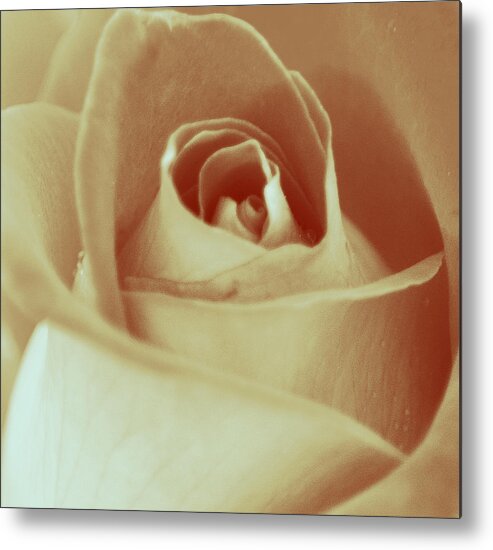 Art Metal Print featuring the photograph Brown Rose by Joan Han