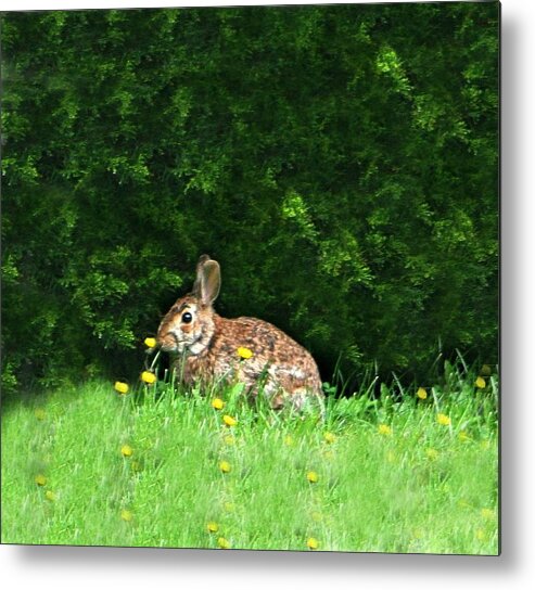 Bunny Metal Print featuring the photograph Bunny Love by Barbara S Nickerson