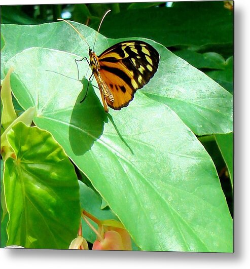 Butterfly Metal Print featuring the photograph Butterfly Chasing Shadow by Janette Boyd