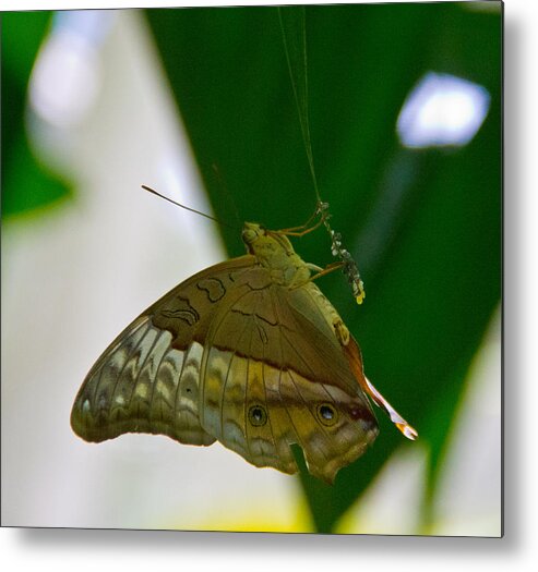 Butterfly With Eggs Metal Print featuring the photograph Butterfly by Debbie Cundy