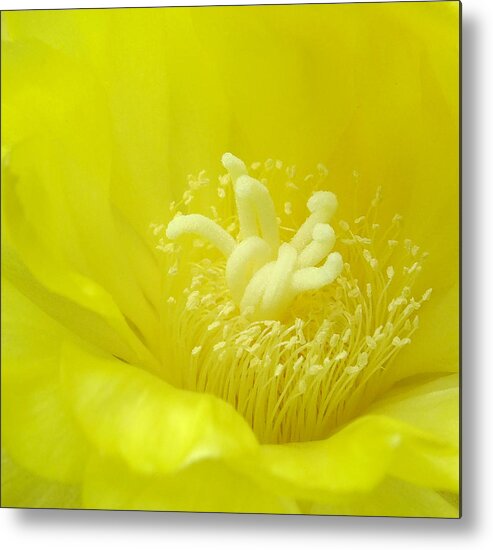 Cactus Bloom Metal Print featuring the photograph Cactus Dance by Bill Morgenstern