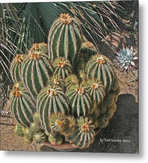 Cactus In The Garden Metal Print featuring the photograph Cactus In The Garden by Tom Janca