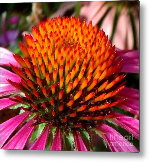  Metal Print featuring the photograph Center of Attention by Hominy Valley Photography