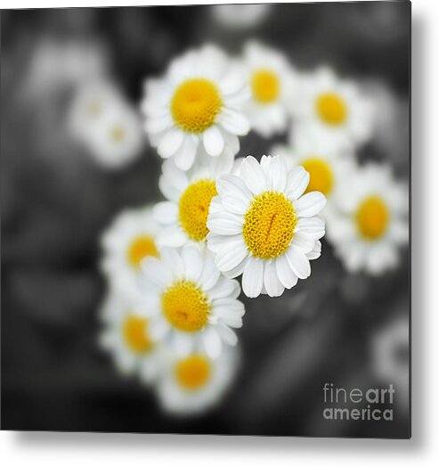 Closeup Metal Print featuring the photograph Chamomile by Jane Rix