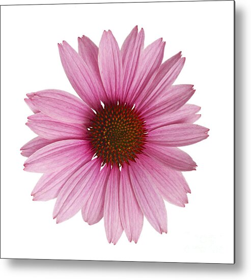 Echinacea Metal Print featuring the photograph Cornflower by Tony Cordoza