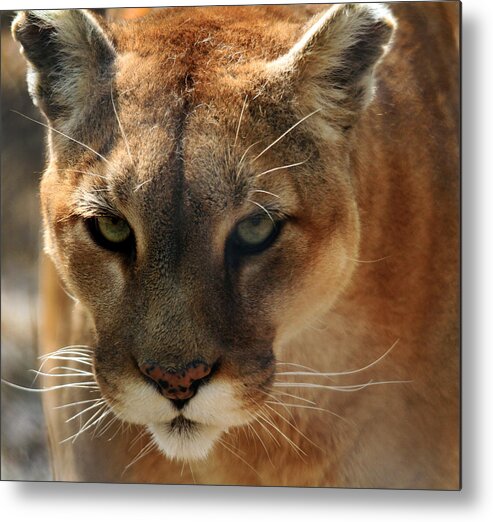 Cougar Metal Print featuring the photograph Cougar by Roger Becker