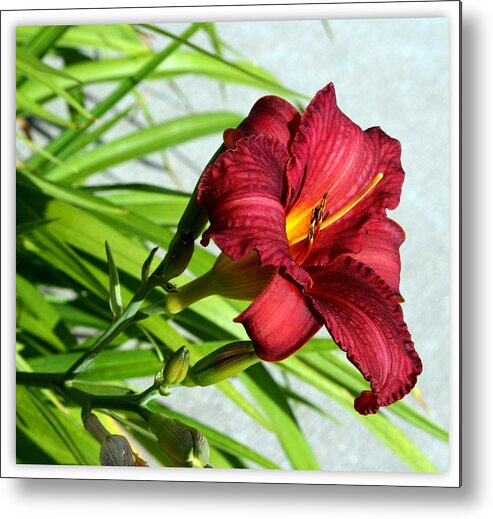 Cranberry Metal Print featuring the photograph Cranberry Colored Lily by Kay Novy