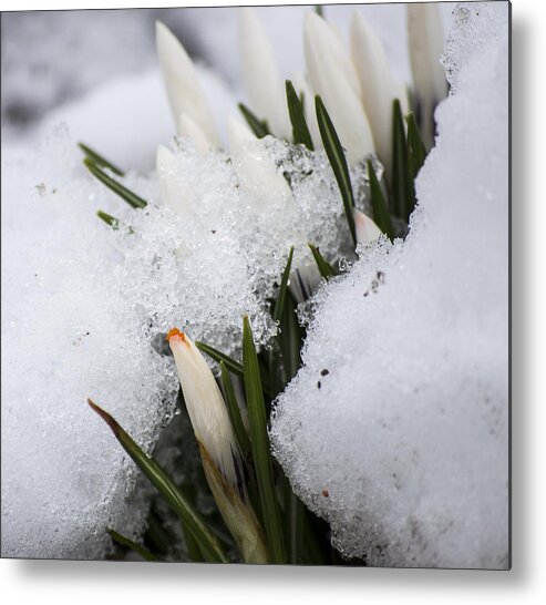 Crocus Metal Print featuring the photograph Crocus by Spikey Mouse Photography