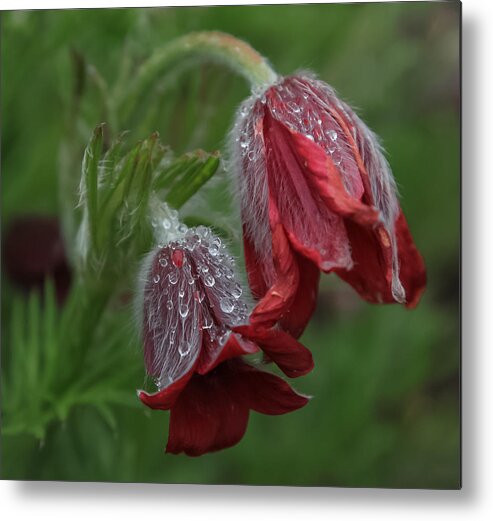 Flower Metal Print featuring the photograph Dew covered Pasque flower by Jane Luxton