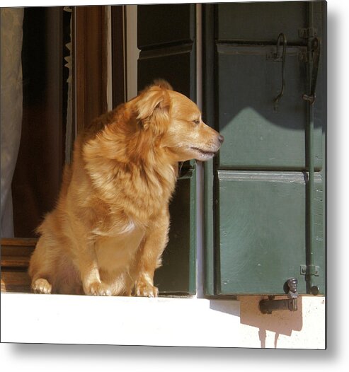 Dog Metal Print featuring the photograph Doggie in the window by Ron Harpham