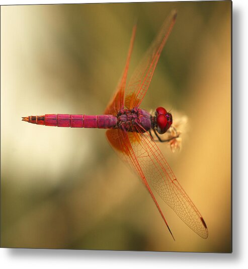 Dragonfly Metal Print featuring the photograph Dropwing dragonfly by Paul Cowan