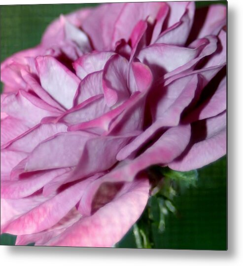 Macro Metal Print featuring the photograph Dusty Rose by Barbara S Nickerson