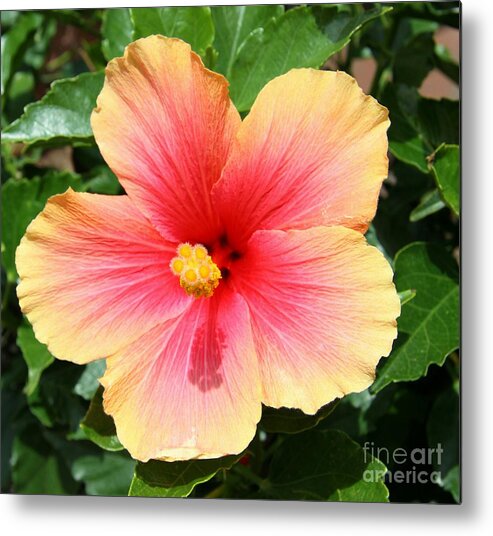 Hibiscus Metal Print featuring the photograph Exotic Pride by Christiane Schulze Art And Photography