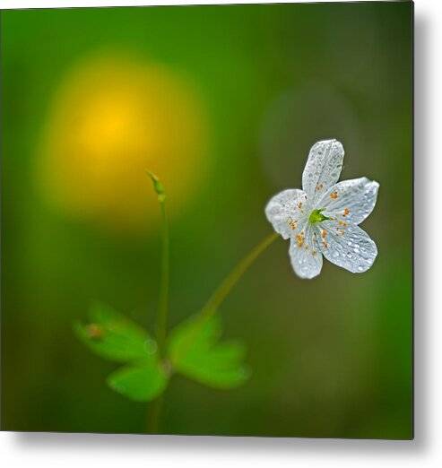 2011 Metal Print featuring the photograph False Rue Anemone by Robert Charity