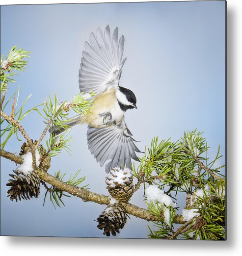Birds In Flight Metal Print featuring the photograph Fancy Flyer by Peg Runyan