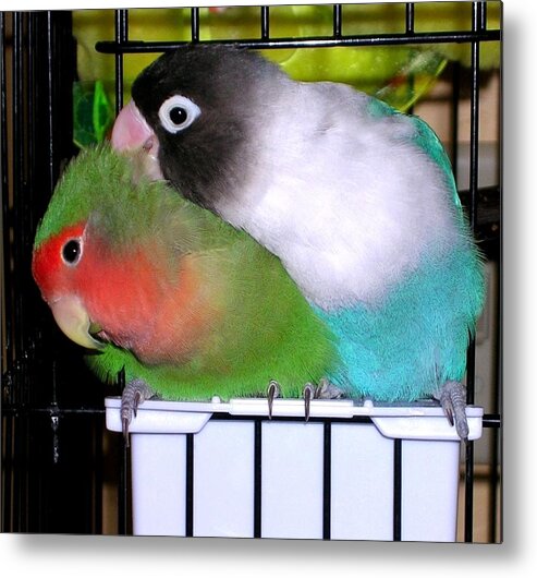 Love Birds Metal Print featuring the photograph Fifi and Tut by Rosanne Licciardi
