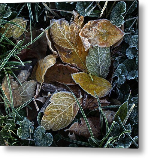 Leaf Metal Print featuring the photograph Frosty Autumn Leaves by Ellen Tully