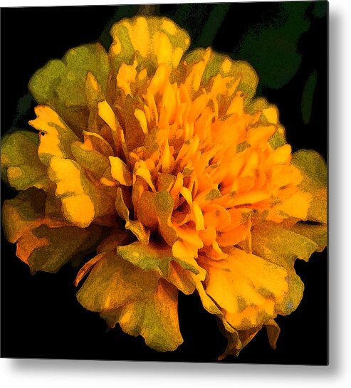 Flower Metal Print featuring the photograph Glowing Marigold by Karen Harrison Brown