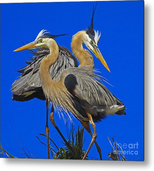 Great Blue Heron Metal Print featuring the photograph Great Blue Heron Family by Larry Nieland