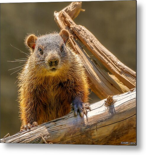 Shubenacadie Metal Print featuring the photograph Ground Hog by Ken Morris