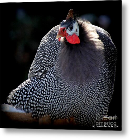 Birds Metal Print featuring the photograph Henreittas Cold by Rabiah Seminole