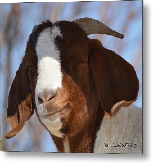 Nature Metal Print featuring the photograph Here's Looking At You by Lena Wilhite