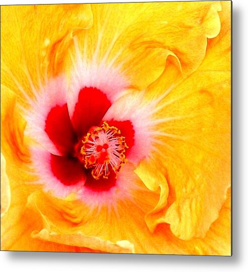 Photography Metal Print featuring the photograph 'Hibiscus Explosion' by Liza Dey