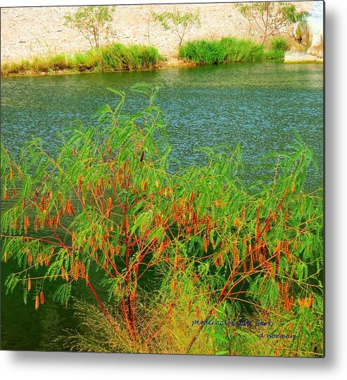 Texas Hill Country Metal Print featuring the photograph Hidden Oasis by David Norman