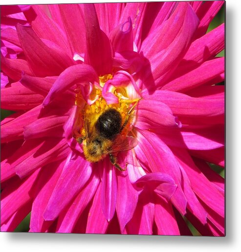 Flower Metal Print featuring the photograph Honey I am Working by Jeanette Oberholtzer