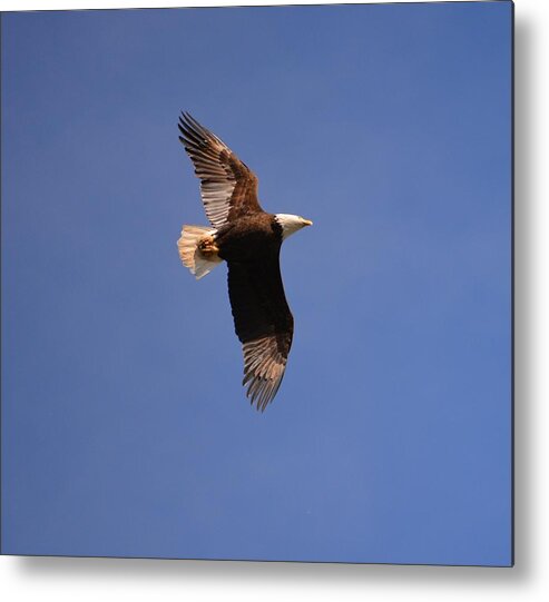 Eagle. Landscape Metal Print featuring the photograph Honor The Veterens by Tamara Michael