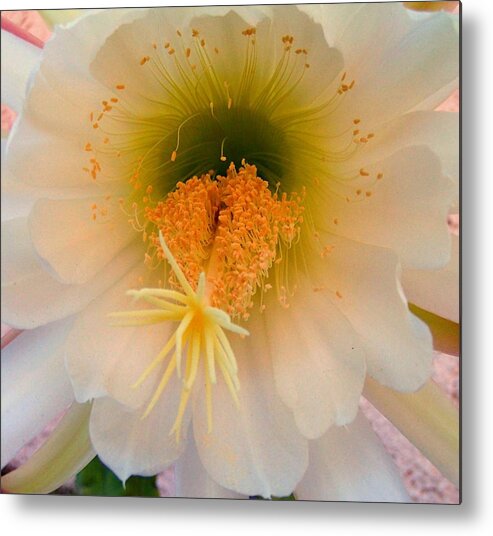 Flower Metal Print featuring the photograph Inside the Cactus Flower 1 by Dina Sierra