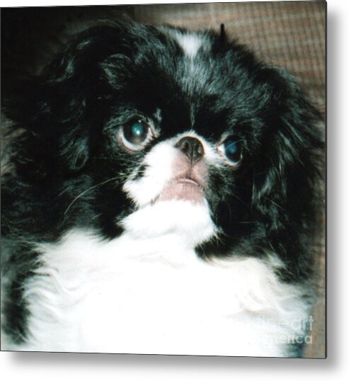 Japanese Chins Metal Print featuring the photograph Japanese Chin Puppy Portrait by Jim Fitzpatrick