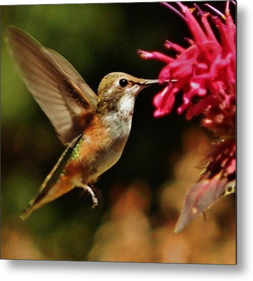 Bird Metal Print featuring the photograph Joy Giver by VLee Watson