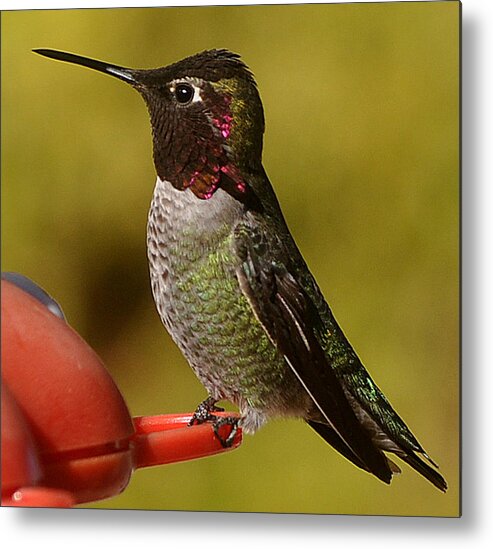 Juvenile Metal Print featuring the photograph Juvenile Male Anna by Jay Milo