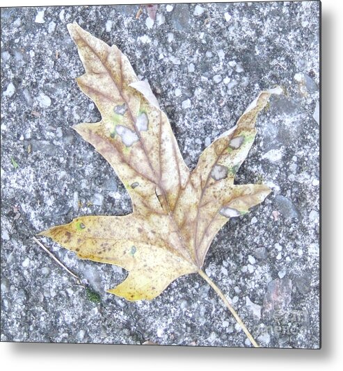 Leaf Metal Print featuring the photograph Leaf by Andrea Anderegg