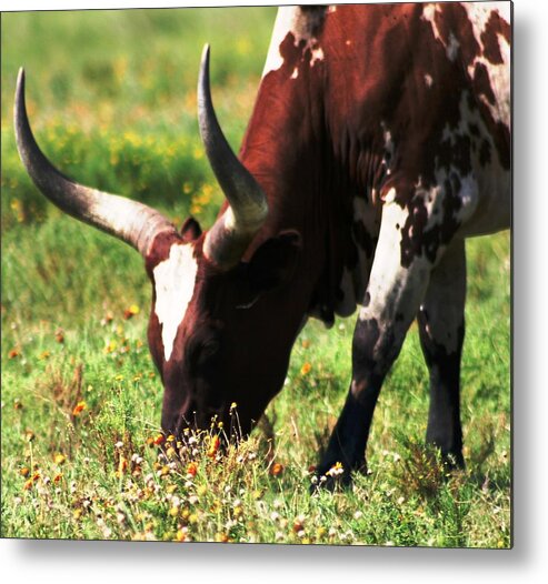 Longhorn Metal Print featuring the photograph Longhorn Steer by Audreen Gieger