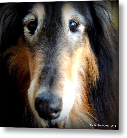 Senior Dog Metal Print featuring the photograph Loved by Rabiah Seminole