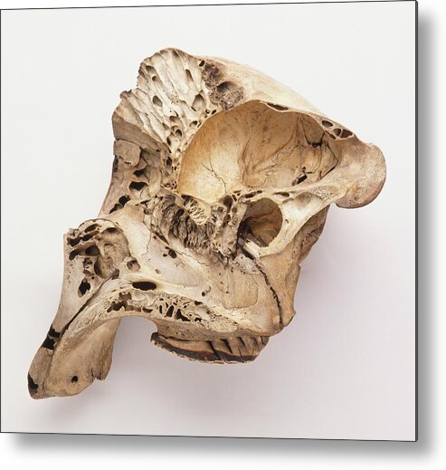Mammals Metal Print featuring the photograph Loxodonta Africana African Elephant Skull by Dorling Kindersley/uig
