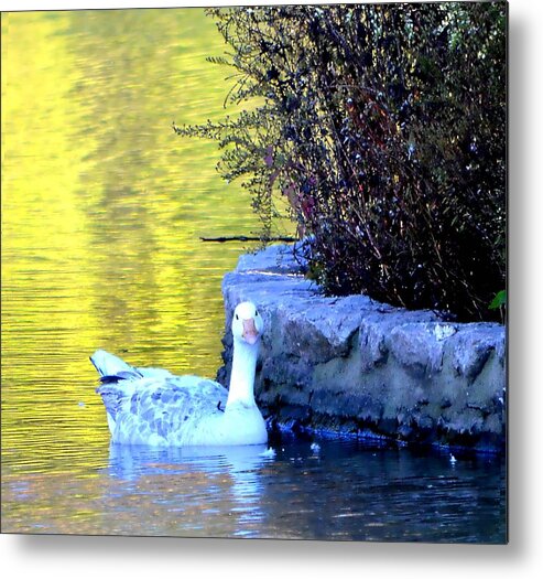 Goose Metal Print featuring the photograph Lucy by Deena Stoddard