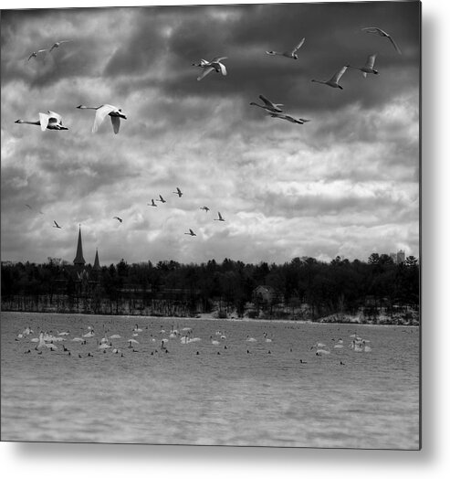 Tundra Swans Metal Print featuring the photograph Major Migration by Thomas Young