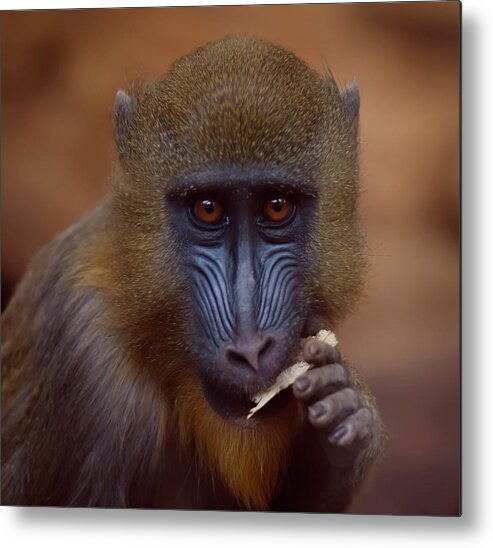 Animal Themes Metal Print featuring the photograph Mandrill by Photo By Steve Wilson